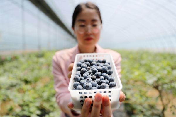 山东青岛：万亩蓝莓采摘忙
