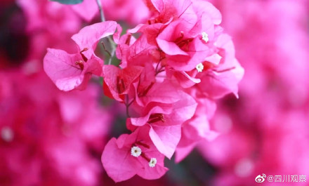 沉醉！蓝花楹真是绝绝紫