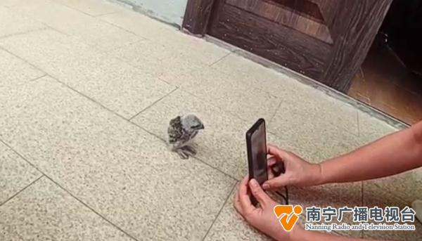 南宁一市民报警称捡到猫头鹰幼崽,民警到现场后…… 南宁一市民报警称捡到猫头鹰幼崽,民警到现场后……