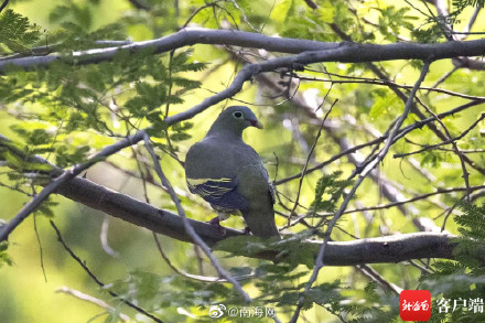 世界濒危物种厚嘴绿鸠现身昌江