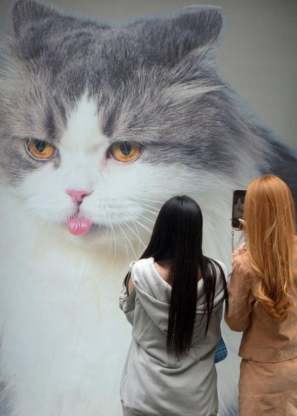 外滩这条老街被萌猫“攻占”了