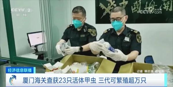 “饼干”变甲虫？！海关最新查获，最长16厘米