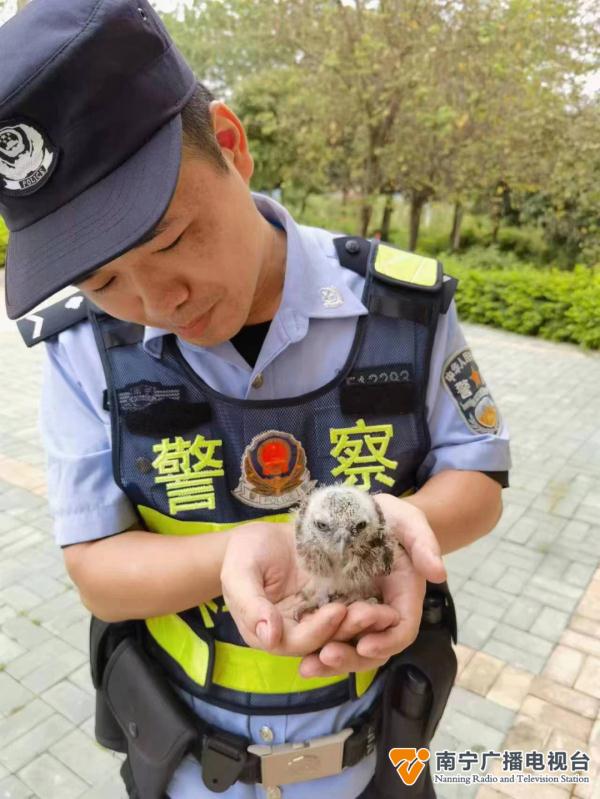 南宁一市民报警称捡到猫头鹰幼崽,民警到现场后…… 南宁一市民报警称捡到猫头鹰幼崽,民警到现场后……