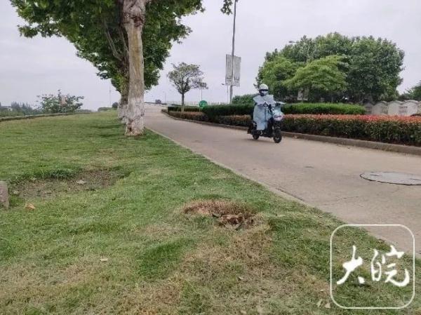 惊险！安徽芜湖2市民被路边大树砸伤，他多根肋骨骨折