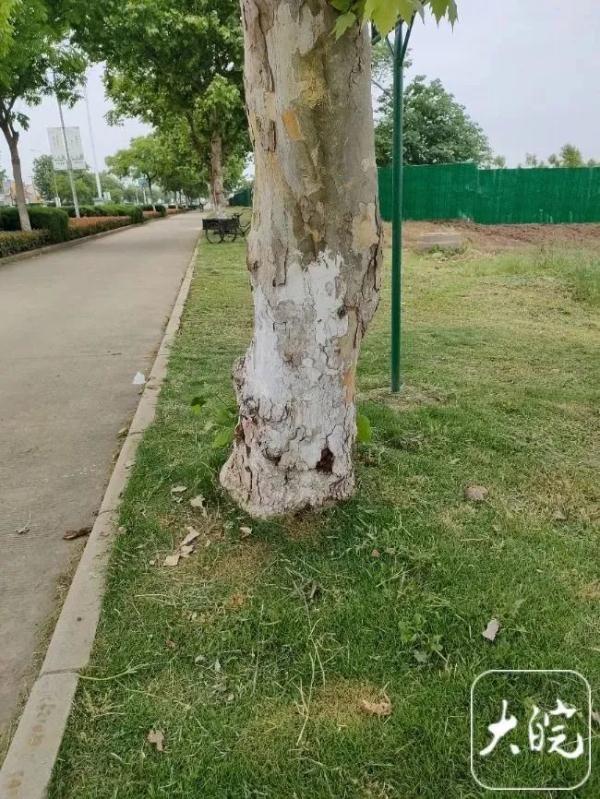 惊险！安徽芜湖2市民被路边大树砸伤，他多根肋骨骨折