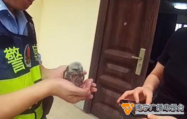 南宁一市民报警称捡到猫头鹰幼崽,民警到现场后…… 南宁一市民报警称捡到猫头鹰幼崽,民警到现场后……