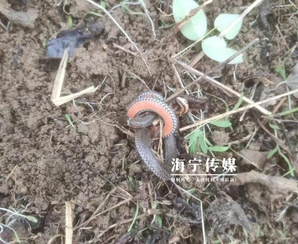 这里惊现神秘生物！一前一后两个头，倒着爬！