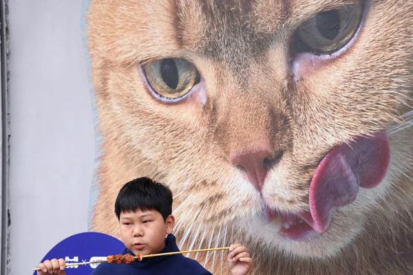 外滩这条老街被萌猫“攻占”了
