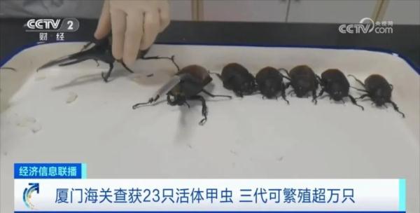 “饼干”变甲虫？！海关最新查获，最长16厘米
