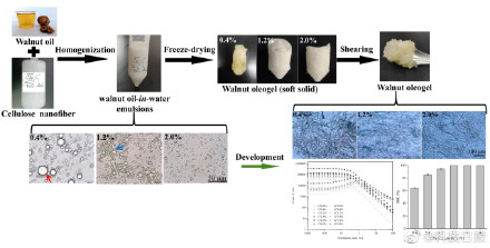 变身“植物黄油”！新技术让核桃油保质期更长