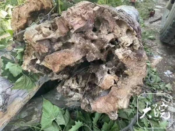 惊险！安徽芜湖2市民被路边大树砸伤，他多根肋骨骨折