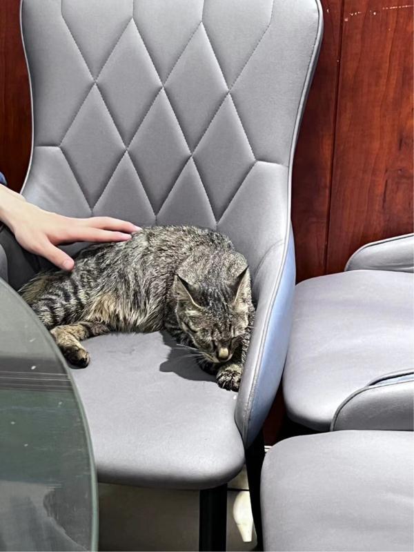 流浪猫饭店内抓伤人，责任究竟谁来担？