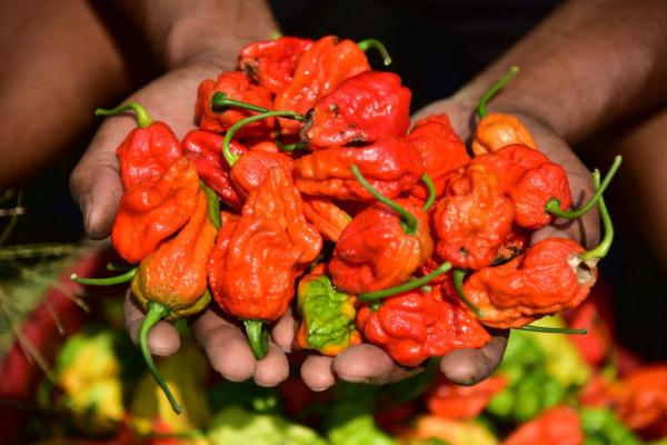 印度阿萨姆邦：“魔鬼辣椒”丰收