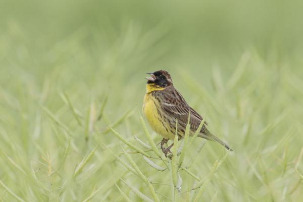 极危物种黄胸鹀现身江苏泰州