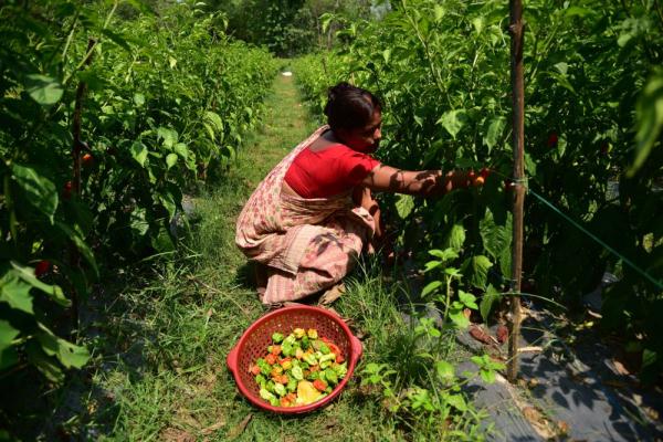 印度阿萨姆邦：“魔鬼辣椒”丰收