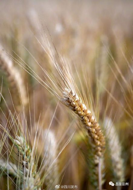 风吹麦浪！“天府粮仓”风光美……