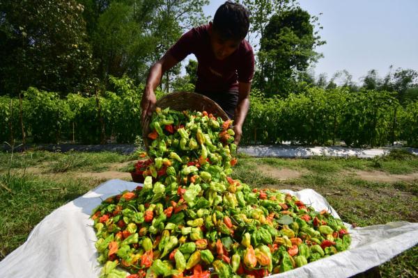 印度阿萨姆邦：“魔鬼辣椒”丰收