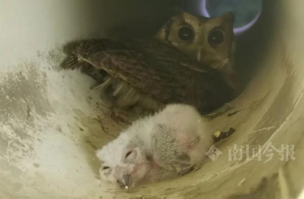 家里排风管传出异响!一看:它带着宝宝求助来了? 家里排风管传出异响!一看:它带着宝宝求助来了?