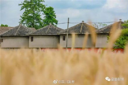 风吹麦浪！“天府粮仓”风光美……