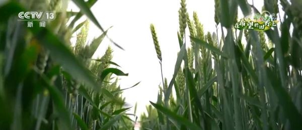在希望的田野上 | “调优、调新、调绿” 探寻麦田里的科技“密码”