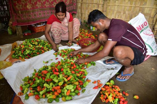 印度阿萨姆邦：“魔鬼辣椒”丰收