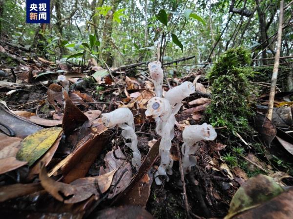 广西融水元宝山国家级自然保护区首次发现水晶兰