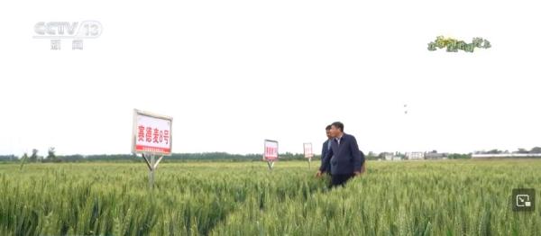 在希望的田野上 | “调优、调新、调绿” 探寻麦田里的科技“密码”