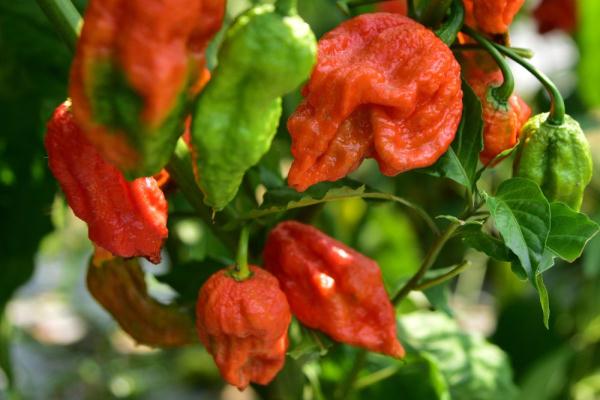 印度阿萨姆邦：“魔鬼辣椒”丰收