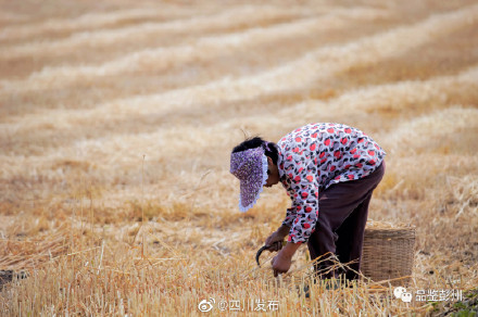 风吹麦浪！“天府粮仓”风光美……