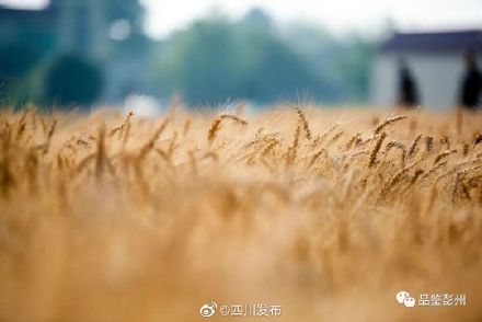 风吹麦浪！“天府粮仓”风光美……