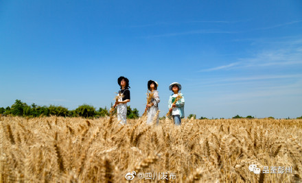 风吹麦浪！“天府粮仓”风光美……
