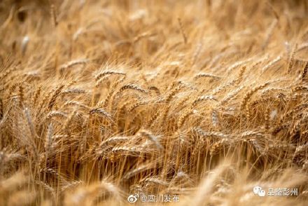 风吹麦浪！“天府粮仓”风光美……