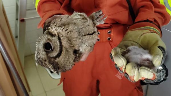 家里排风管传出异响!一看:它带着宝宝求助来了? 家里排风管传出异响!一看:它带着宝宝求助来了?