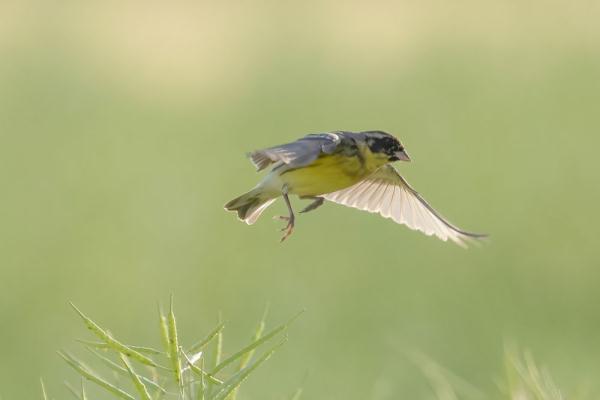 极危物种黄胸鹀现身江苏泰州