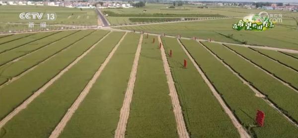 在希望的田野上 | “调优、调新、调绿” 探寻麦田里的科技“密码”