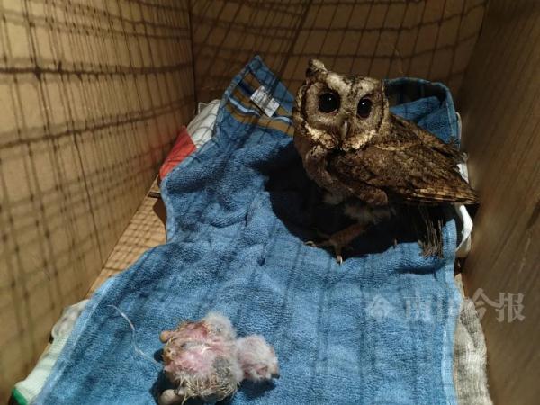 家里排风管传出异响!一看:它带着宝宝求助来了? 家里排风管传出异响!一看:它带着宝宝求助来了?