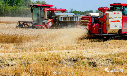风吹麦浪！“天府粮仓”风光美……