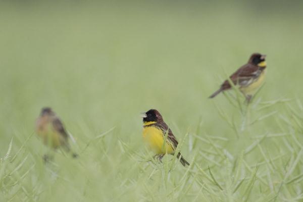 极危物种黄胸鹀现身江苏泰州