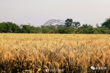 风吹麦浪！“天府粮仓”风光美……