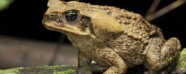 南通公安最新提醒！野外看见它，不能随便抓！