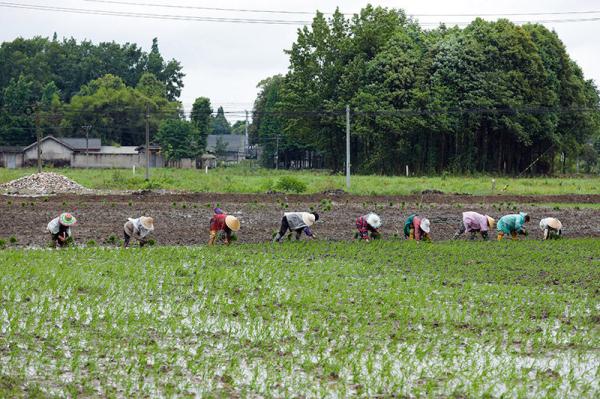 成都崇州市:高标准农田里抢收抢种忙 成都崇州市:高标准农田里抢收抢种忙