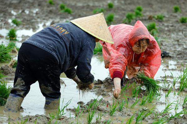成都崇州市:高标准农田里抢收抢种忙 成都崇州市:高标准农田里抢收抢种忙