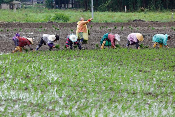 成都崇州市:高标准农田里抢收抢种忙 成都崇州市:高标准农田里抢收抢种忙