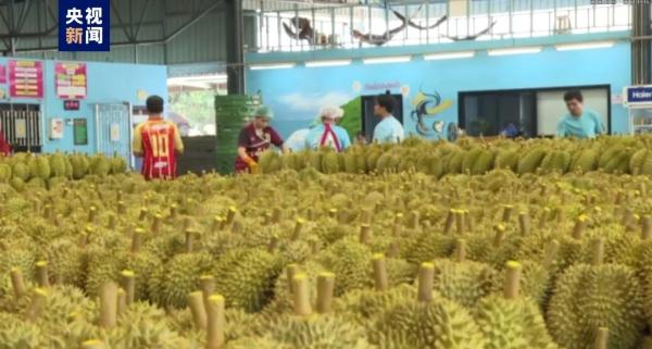 榴莲价格，给大家“打下来了”！