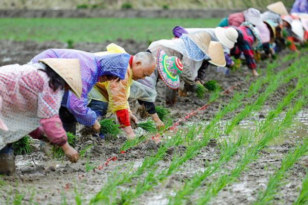 成都崇州市:高标准农田里抢收抢种忙 成都崇州市:高标准农田里抢收抢种忙