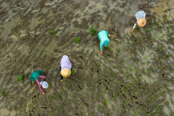 成都崇州市:高标准农田里抢收抢种忙 成都崇州市:高标准农田里抢收抢种忙