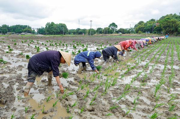 成都崇州市:高标准农田里抢收抢种忙 成都崇州市:高标准农田里抢收抢种忙