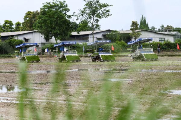 成都崇州市:高标准农田里抢收抢种忙 成都崇州市:高标准农田里抢收抢种忙