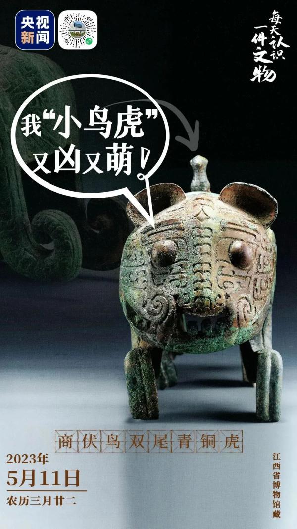 我是一只又凶又萌的“小鸟虎”