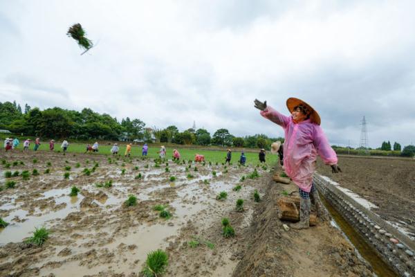 成都崇州市:高标准农田里抢收抢种忙 成都崇州市:高标准农田里抢收抢种忙